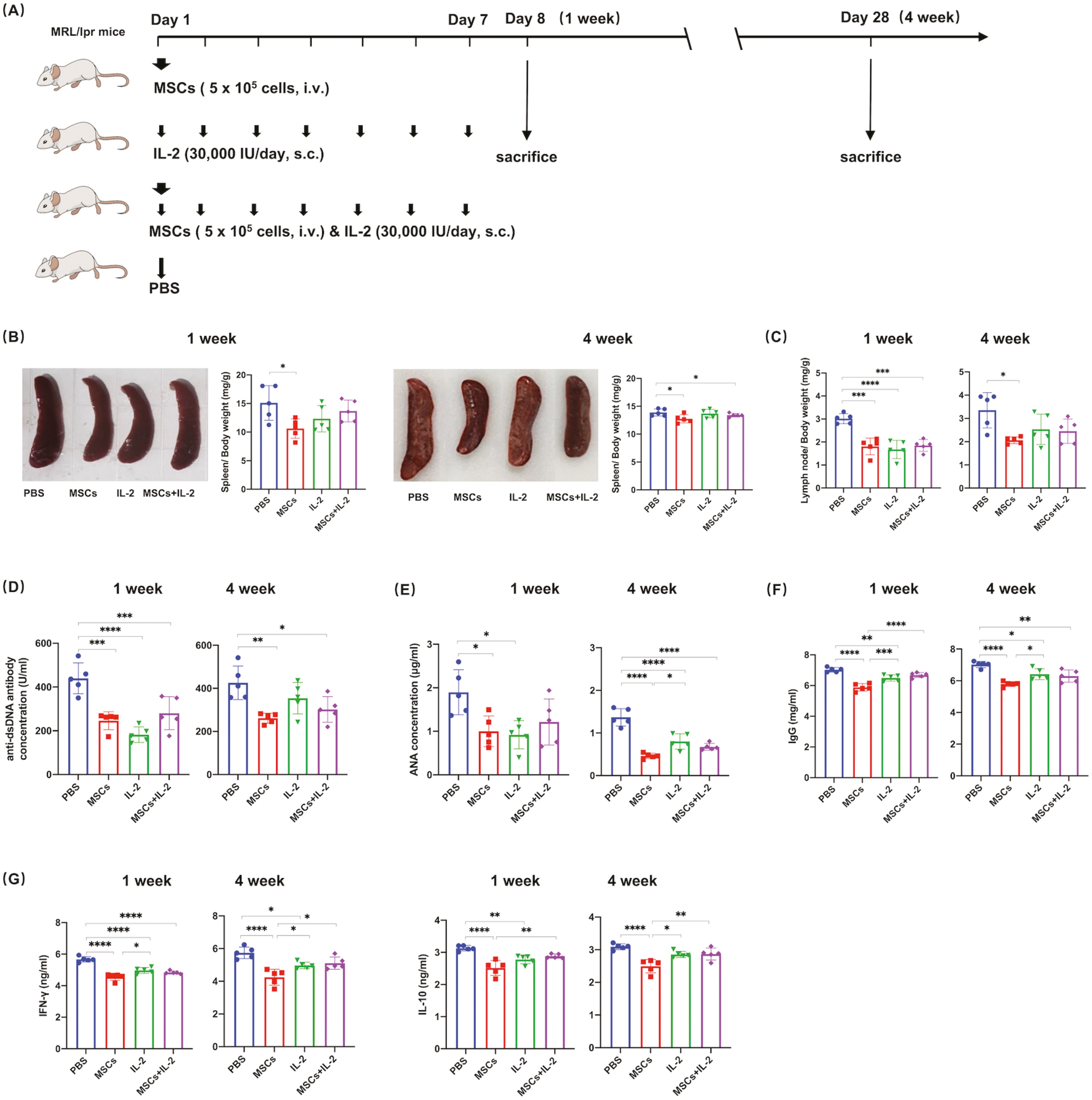圖1:UC-MSC或低劑量IL-2治療可減輕MRL/lpr小鼠的狼瘡疾病 圖1:UC-MSC或低劑量IL-2治療可減輕MRL/lpr小鼠的狼瘡疾病