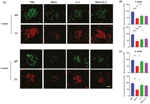 圖3:UC-MSCs治療維持了對(duì)免疫復(fù)合物沉積的長(zhǎng)期抑制 圖3:UC-MSCs治療維持了對(duì)免疫復(fù)合物沉積的長(zhǎng)期抑制