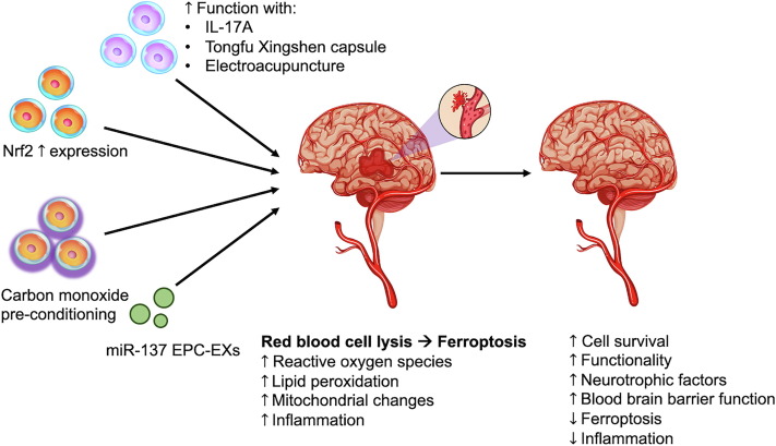 圖1:該圖說明了干細(xì)胞治療出血性中風(fēng)的進(jìn)展 圖1:該圖說明了干細(xì)胞治療出血性中風(fēng)的進(jìn)展