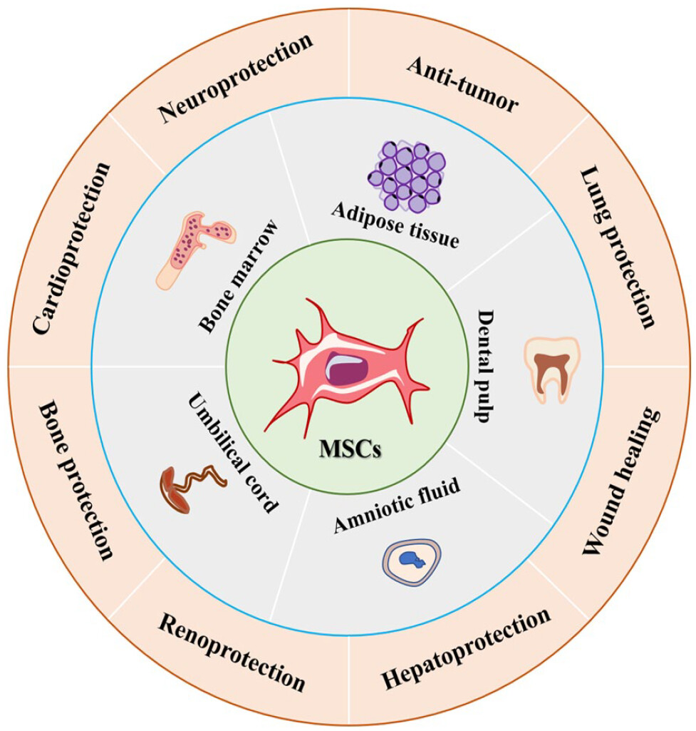 圖1：間充質(zhì)干細(xì)胞的來源和應(yīng)用。