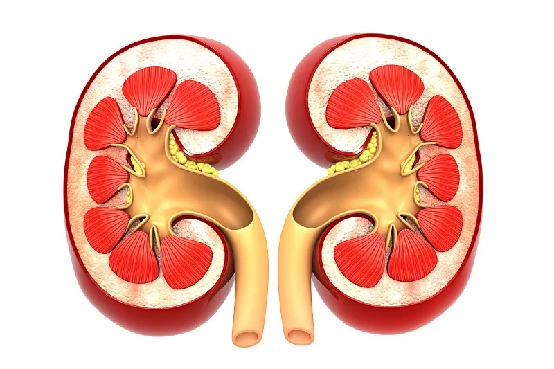 急性腎衰竭-原因-癥狀-診斷-治療-預(yù)防 急性腎衰竭-原因-癥狀-診斷-治療-預(yù)防