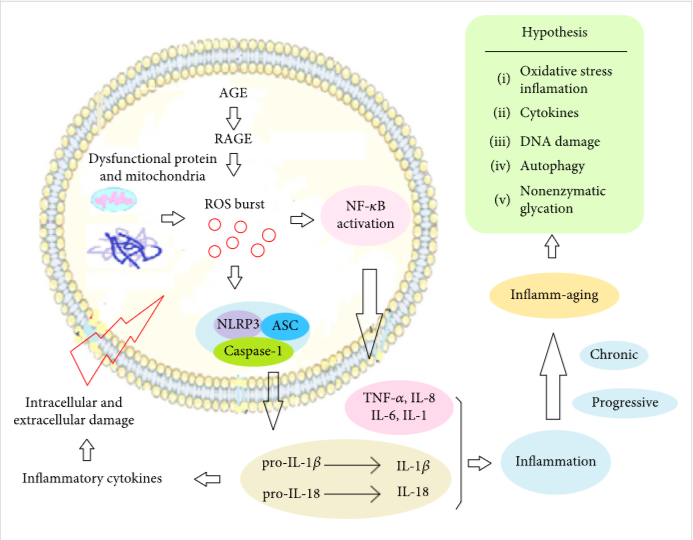 圖1:炎癥老化的機制 圖1:炎癥老化的機制