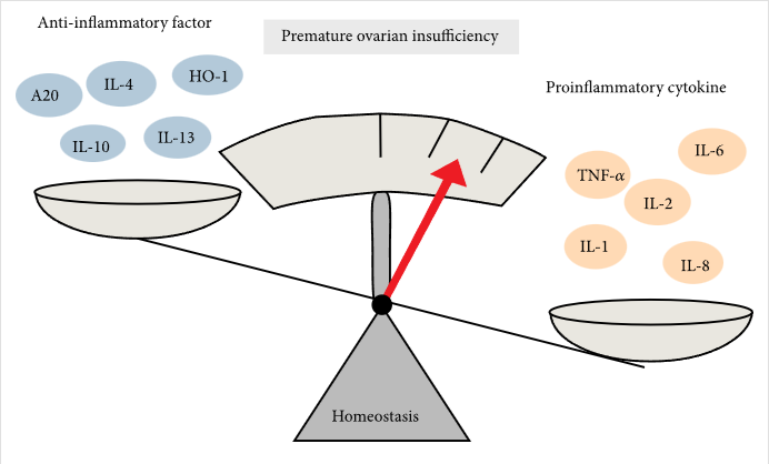 圖2:促炎細胞因子和抗炎細胞因子對卵巢早衰的調(diào)節(jié) 圖2:促炎細胞因子和抗炎細胞因子對卵巢早衰的調(diào)節(jié)
