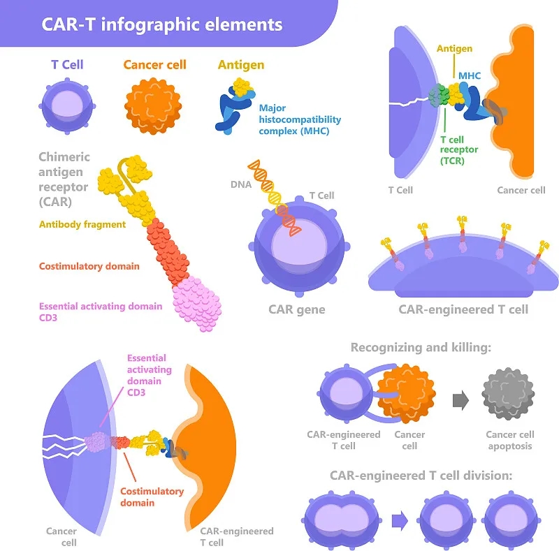 CAR-T細(xì)胞公司激增:全球CAR-T公司名單 CAR-T細(xì)胞公司激增:全球CAR-T公司名單