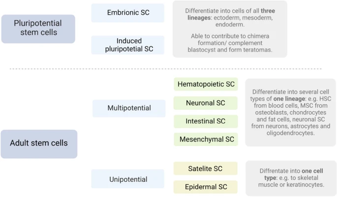 圖2：干細胞根據(jù)分化潛能進行分裂。