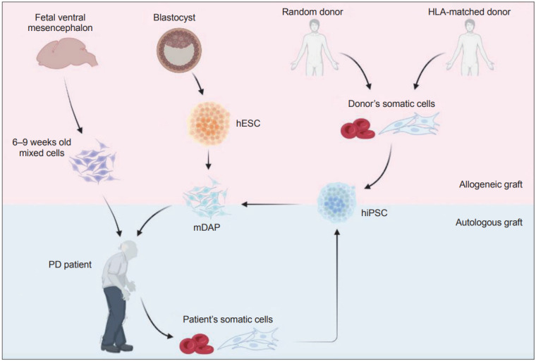 圖1：帕金森病 (PD) 細(xì)胞替代療法的潛在細(xì)胞來源比較。