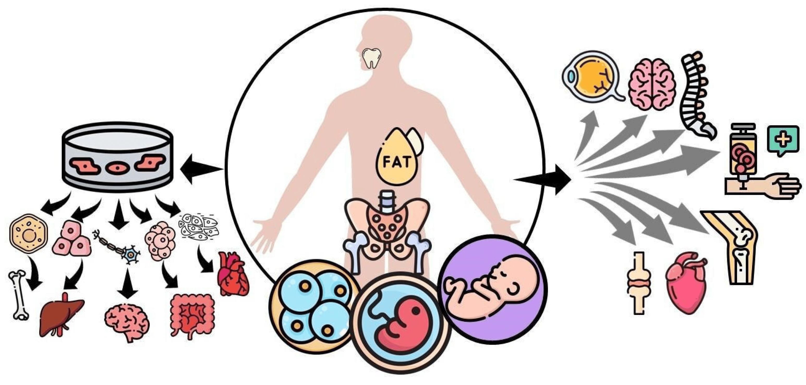 圖1：間充質(zhì)干細(xì)胞 (MSC) 可根據(jù)提取時(shí)的發(fā)育階段進(jìn)行分類，例如胚胎、胎兒、嬰兒或成人間充質(zhì)干細(xì)胞。