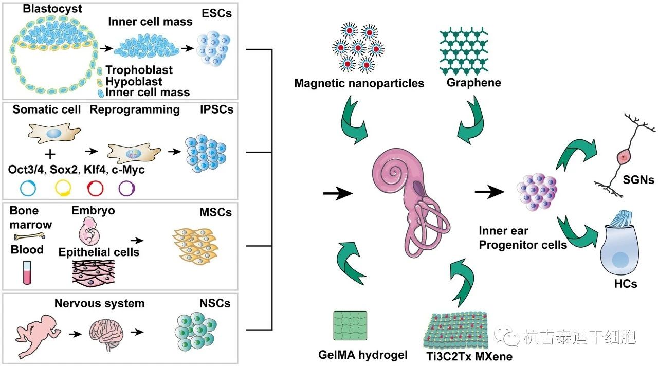 圖1. 針對(duì)干細(xì)胞治療聽(tīng)力障礙的機(jī)制。