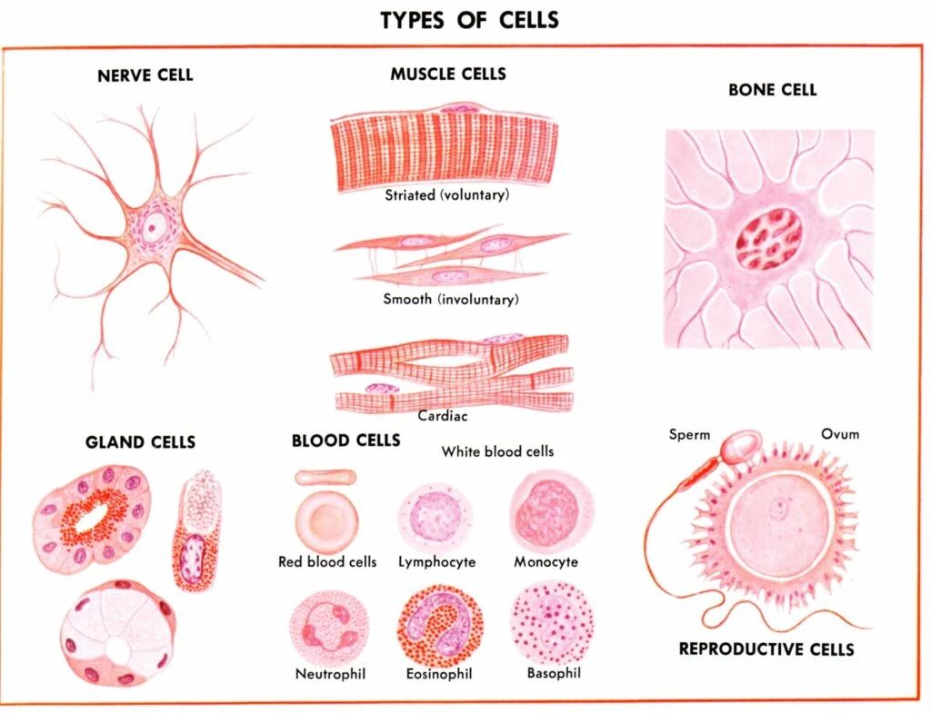人體形形色色的細(xì)胞類型 人體形形色色的細(xì)胞類型