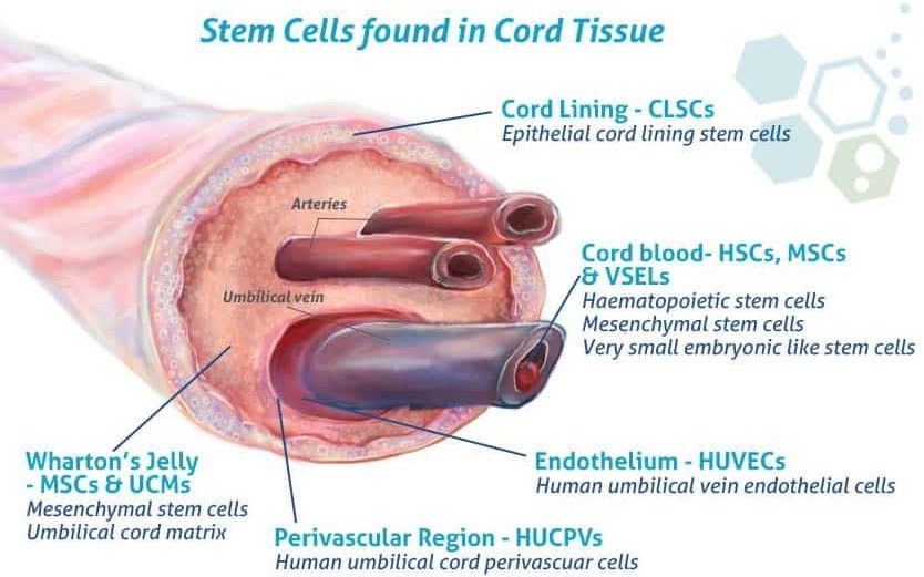 沃頓果凍間充質(zhì)干細胞 (WJ-MSCs) 沃頓果凍間充質(zhì)干細胞 (WJ-MSCs)
