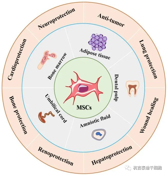 圖1:間充質(zhì)干細胞的來源和應用 圖1:間充質(zhì)干細胞的來源和應用