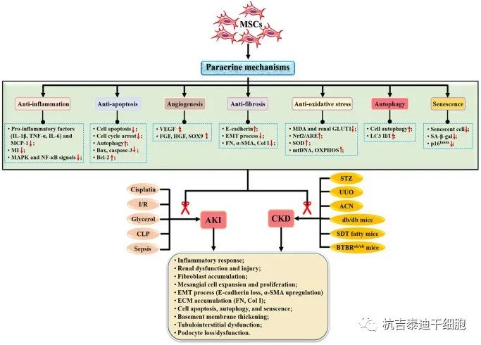 圖2:間充質(zhì)干細胞治療腎臟疾病的機制 圖2:間充質(zhì)干細胞治療腎臟疾病的機制