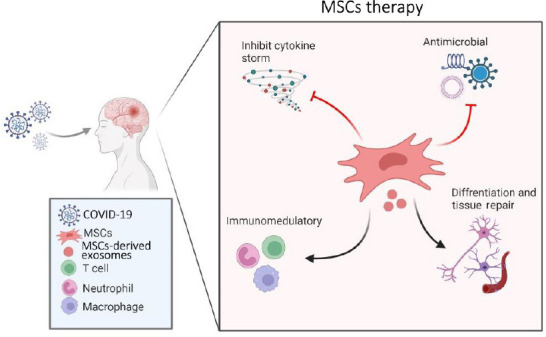 圖1:間充質(zhì)干細(xì)胞治療新冠病毒及相關(guān)中風(fēng)的擬議作用機(jī)制的示意圖 圖1:間充質(zhì)干細(xì)胞治療新冠病毒及相關(guān)中風(fēng)的擬議作用機(jī)制的示意圖