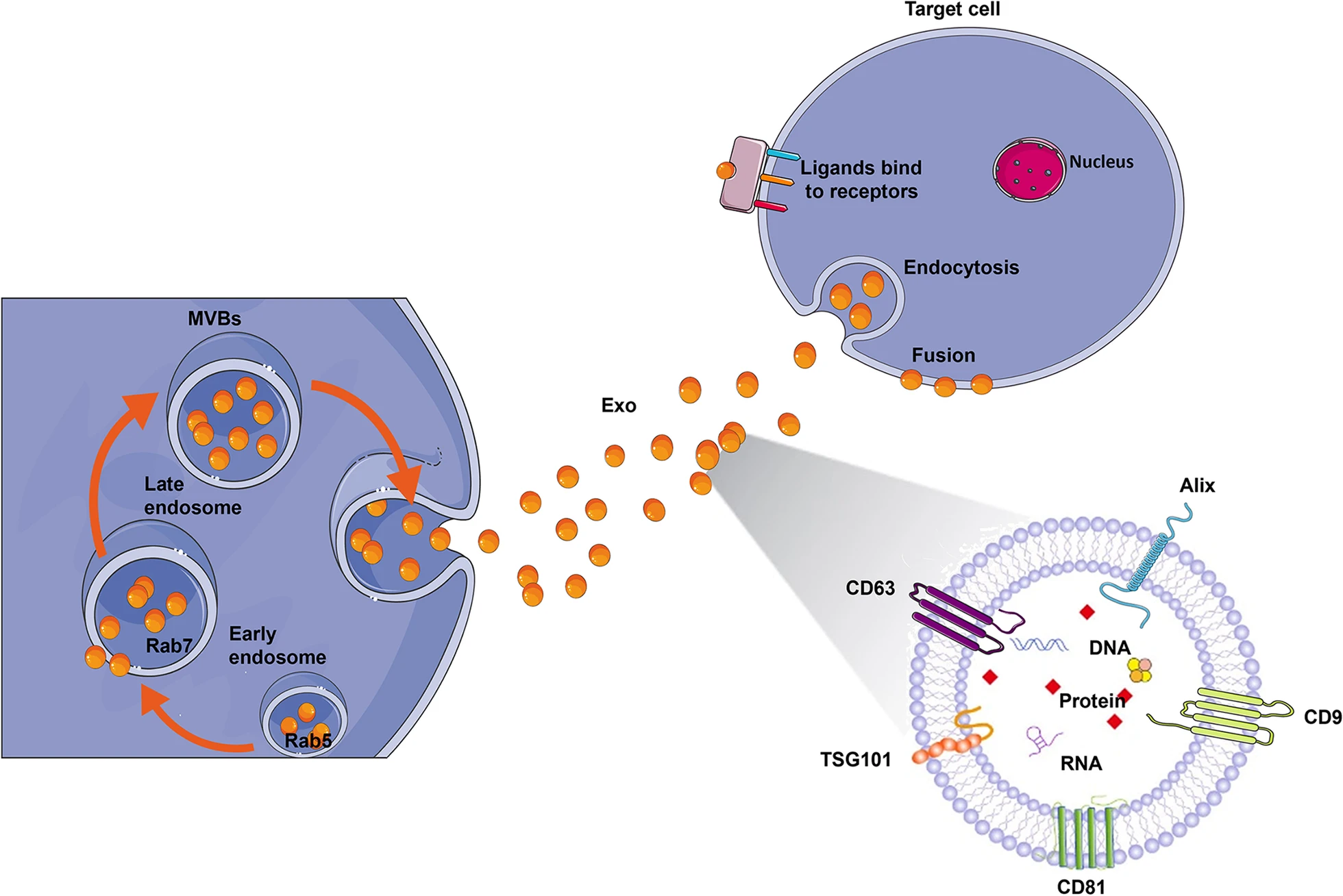 圖2：外泌體生物合成和配體受體結(jié)合的示意圖。