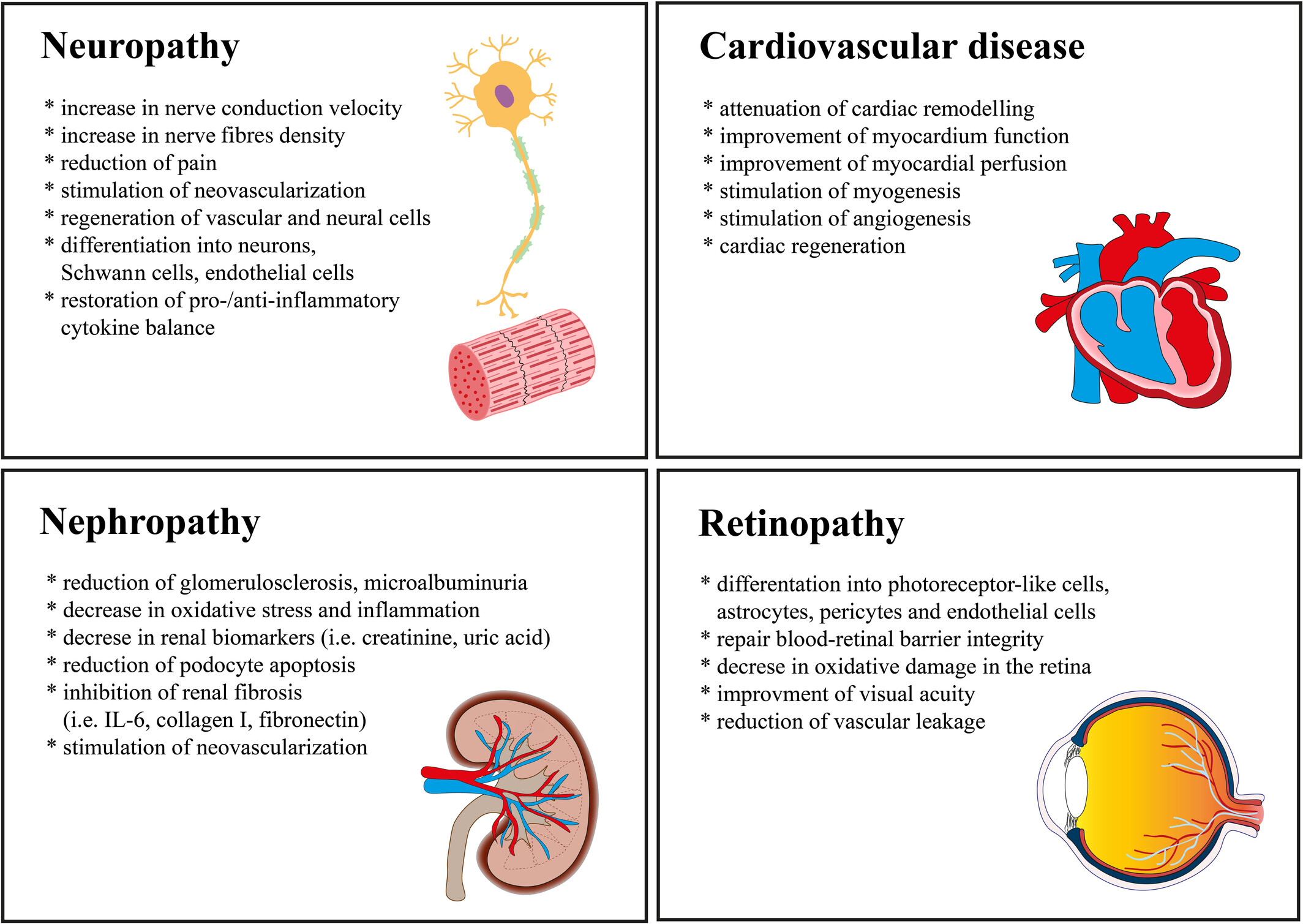 圖1:使用脂肪間充質(zhì)干細(xì)胞來緩解長期糖尿病并發(fā)癥 圖1:使用脂肪間充質(zhì)干細(xì)胞來緩解長期糖尿病并發(fā)癥