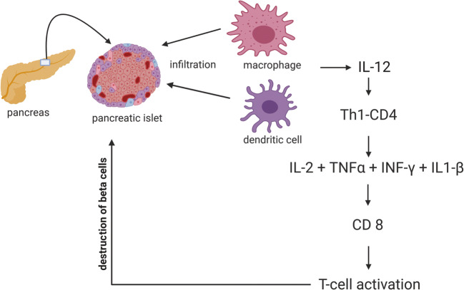 圖1：T1DM中通過巨噬細(xì)胞和樹突狀細(xì)胞分泌的細(xì)胞因子級聯(lián)表現(xiàn)出的自身免疫機制