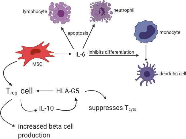 圖2：MSC通過與Treg細(xì)胞相互作用產(chǎn)生HLA-G5，抑制細(xì)胞毒性T細(xì)胞并促進(jìn)Treg細(xì)胞，從而抑制T1DM自身免疫作用