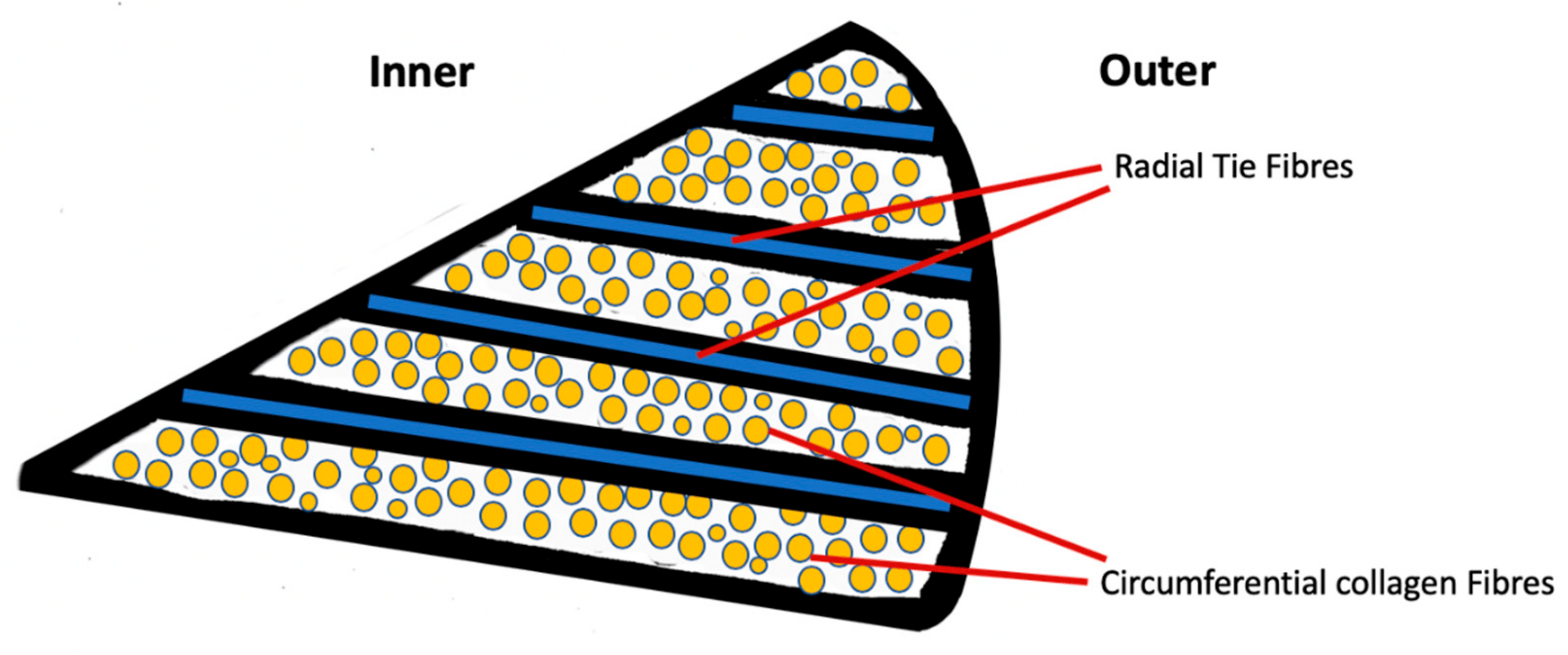 圖2：半月板的示意性橫截面圖，顯示了膠原纖維和徑向系纖維的圓周排列。