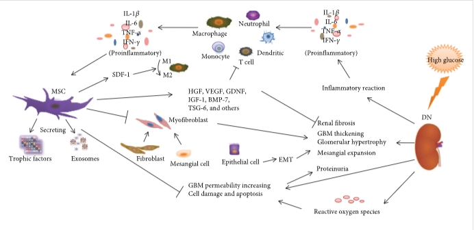 圖1：間充質(zhì)干細(xì)胞通過調(diào)節(jié)炎癥反應(yīng)、纖維化反應(yīng)和免疫細(xì)胞來減輕DN的病理變化和臨床表現(xiàn)