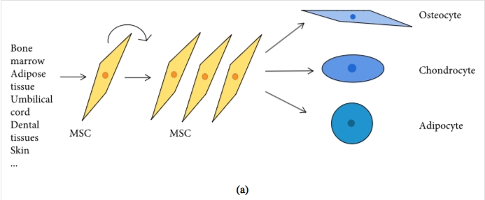 圖1:間充質(zhì)干細(xì)胞促進(jìn)組織修復(fù)和免疫抑制機(jī)制的示意圖 圖1:間充質(zhì)干細(xì)胞促進(jìn)組織修復(fù)和免疫抑制機(jī)制的示意圖