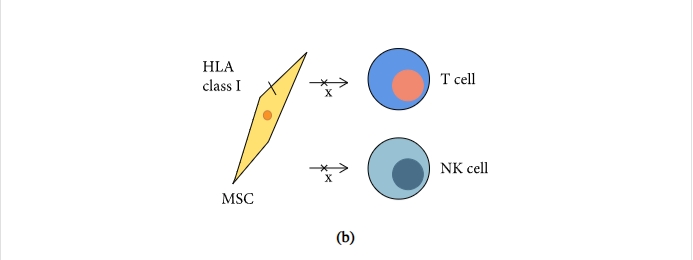 圖1:間充質(zhì)干細(xì)胞促進(jìn)組織修復(fù)和免疫抑制機(jī)制的示意圖 圖1:間充質(zhì)干細(xì)胞促進(jìn)組織修復(fù)和免疫抑制機(jī)制的示意圖