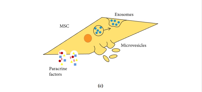 圖1:間充質(zhì)干細(xì)胞促進(jìn)組織修復(fù)和免疫抑制機(jī)制的示意圖 圖1:間充質(zhì)干細(xì)胞促進(jìn)組織修復(fù)和免疫抑制機(jī)制的示意圖