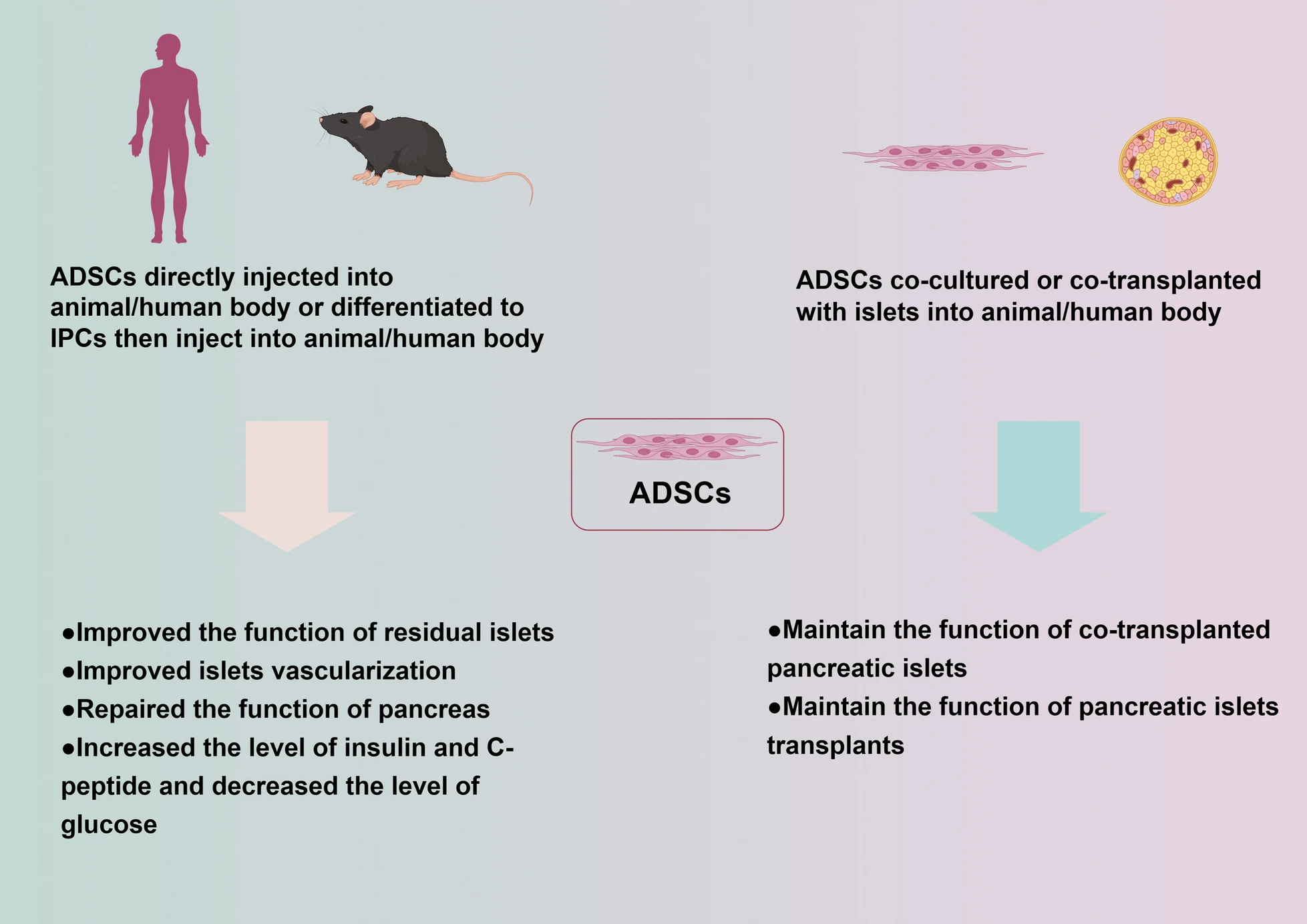 圖1:脂肪間充質(zhì)干細(xì)胞治療2型糖尿病的潛在機(jī)制 圖1:脂肪間充質(zhì)干細(xì)胞治療2型糖尿病的潛在機(jī)制