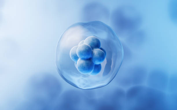 關(guān)于干細胞方面經(jīng)常問的問題有哪些？