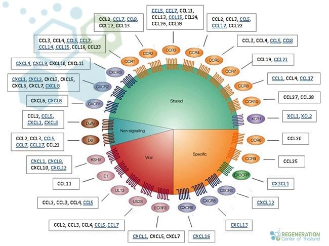 趨化因子和趨化因子受體 趨化因子和趨化因子受體