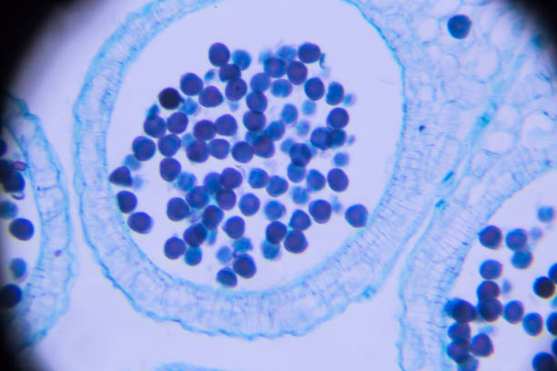 中科羊膜干細(xì)胞 中科羊膜干細(xì)胞