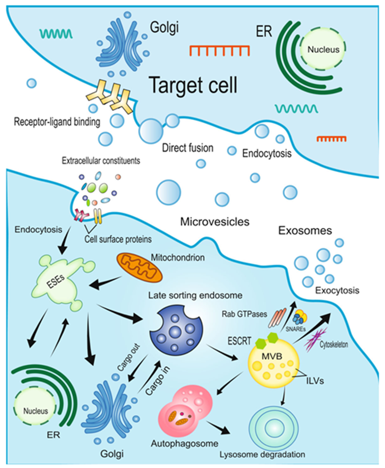 學(xué)者們研究發(fā)現(xiàn)移植MSCs衍生神經(jīng)元在體內(nèi)具有高分化率的功能。