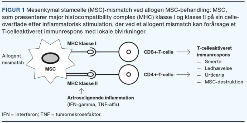 MHC錯配可能會在同種異體治療期間引起免疫反應(yīng)，這已在從第一次治療到第二次治療的重復(fù)治療中得到證實