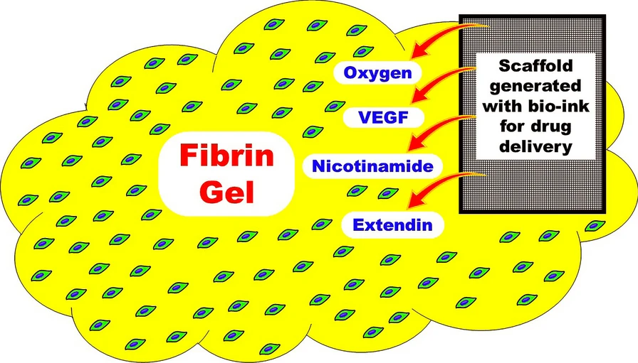 圖1：建議的MSC衍生IPC皮下移植模型。