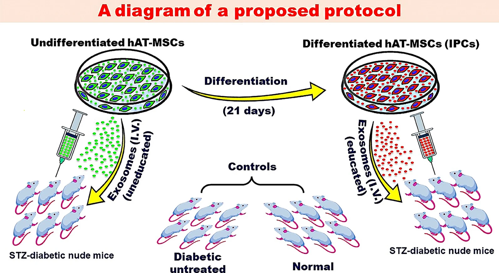 圖2：探索MSC衍生的外泌體潛在益處的建議方案。