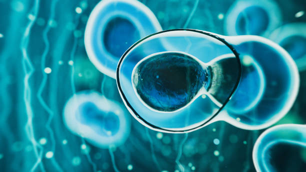 干細胞療法是永久性的嗎？