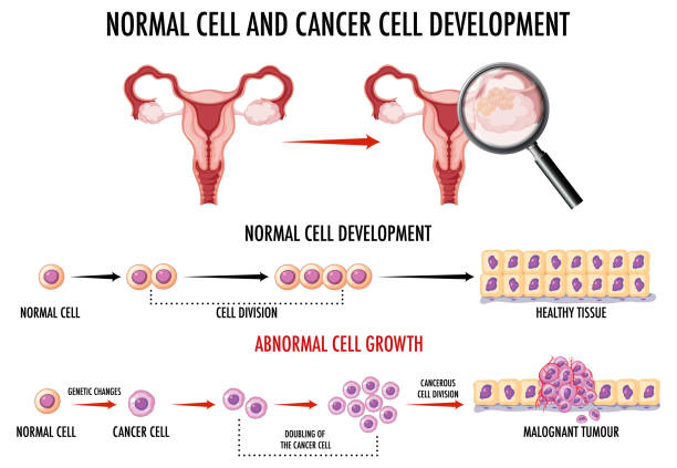 正常細(xì)胞和癌細(xì)胞的發(fā)展