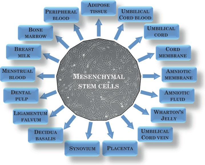 間充質(zhì)干細(xì)胞可以從多種來源中分離出來?