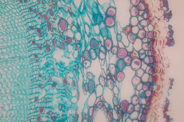 間充質(zhì)干細(xì)胞療法的優(yōu)點和缺點