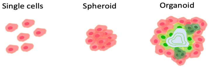 圖1：組織移植的方式。