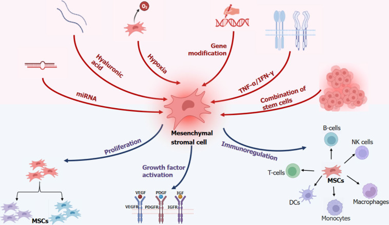 圖1：多重治療促進(jìn)間充質(zhì)干細(xì)胞功能。