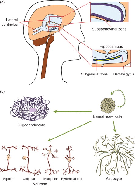 圖1：神經(jīng)干細(xì)胞的來(lái)源和分化能力。