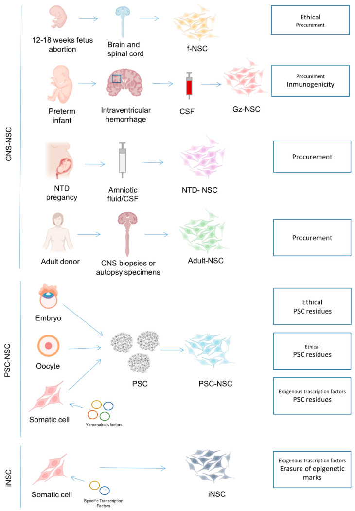 圖1：NSC生產(chǎn)的可用來源以及每個來源的主要關(guān)注點。