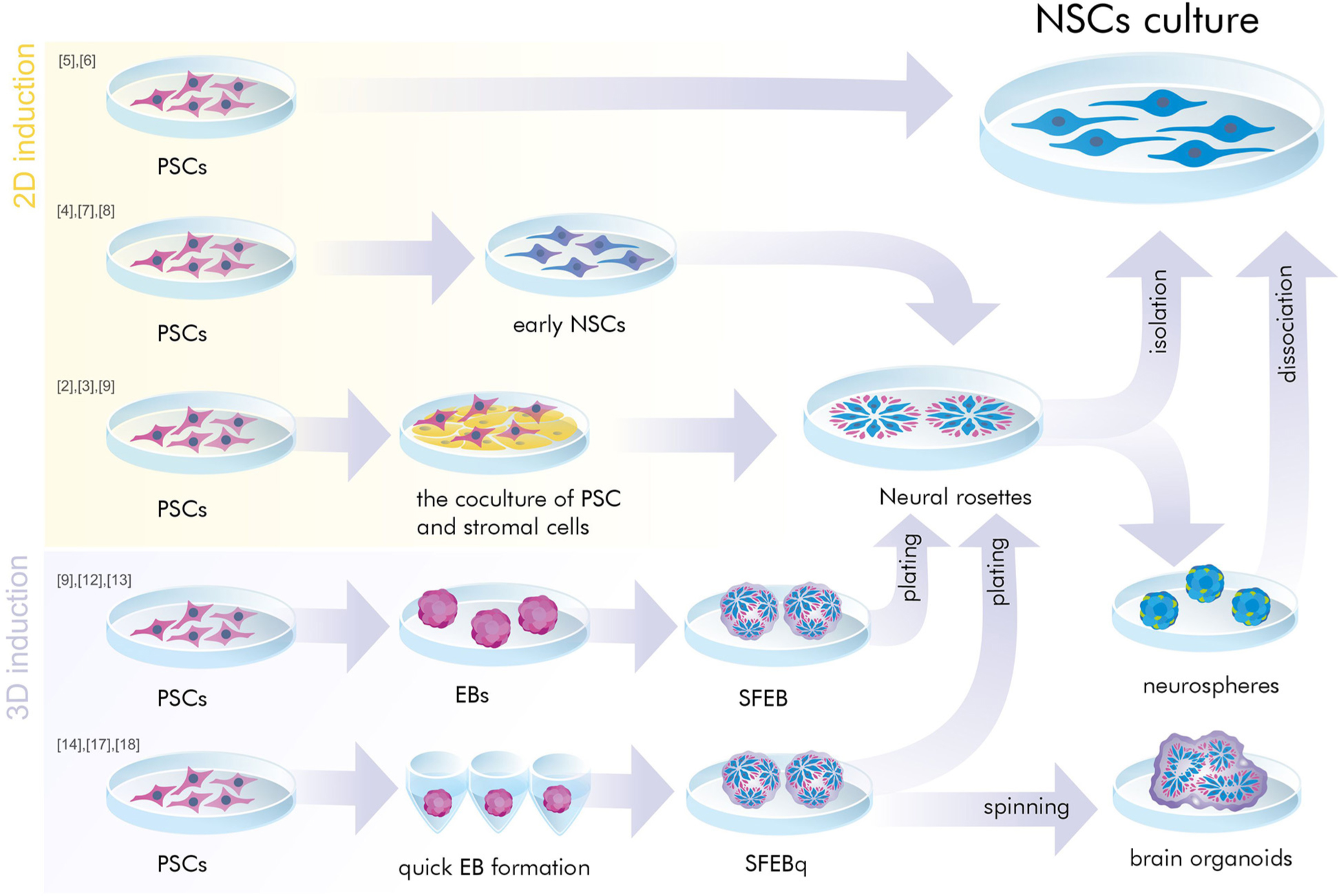 神經(jīng)干細(xì)胞是胚胎干細(xì)胞嗎？