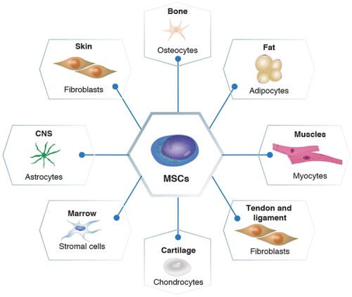間充質(zhì)干細胞的分化潛力 間充質(zhì)干細胞的分化潛力