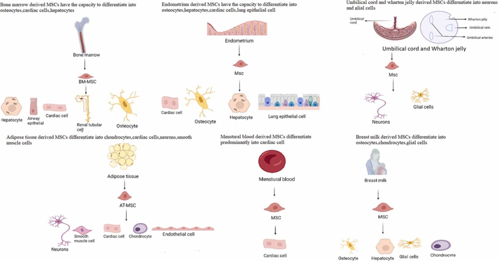 間充質(zhì)干細(xì)胞有哪些優(yōu)勢(shì)？