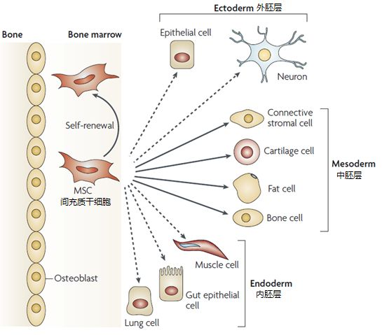 △間充質(zhì)干細胞的各類分化示意圖