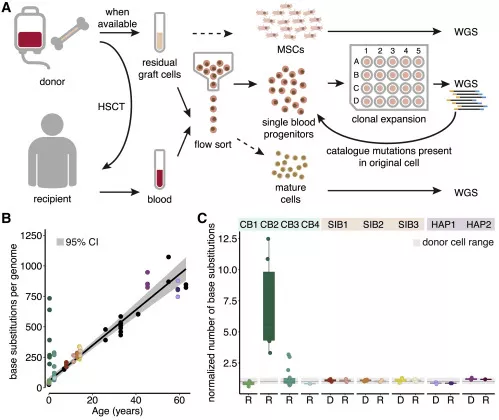 △瑪西瑪公主兒童腫瘤中心研究證實：人類造血干細胞移植相關(guān)的突變積累基本在健康基線范圍內(nèi)，干細胞移植不會增加DNA突變概率