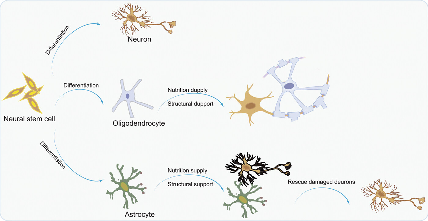 圖1：NSC分化為神經(jīng)元，以補充大腦中因疾病而損失的神經(jīng)元；少突膠質(zhì)細胞
