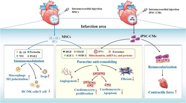 重復(fù)靜脈注射干細(xì)胞可以進(jìn)一步增強(qiáng)治療效果。
