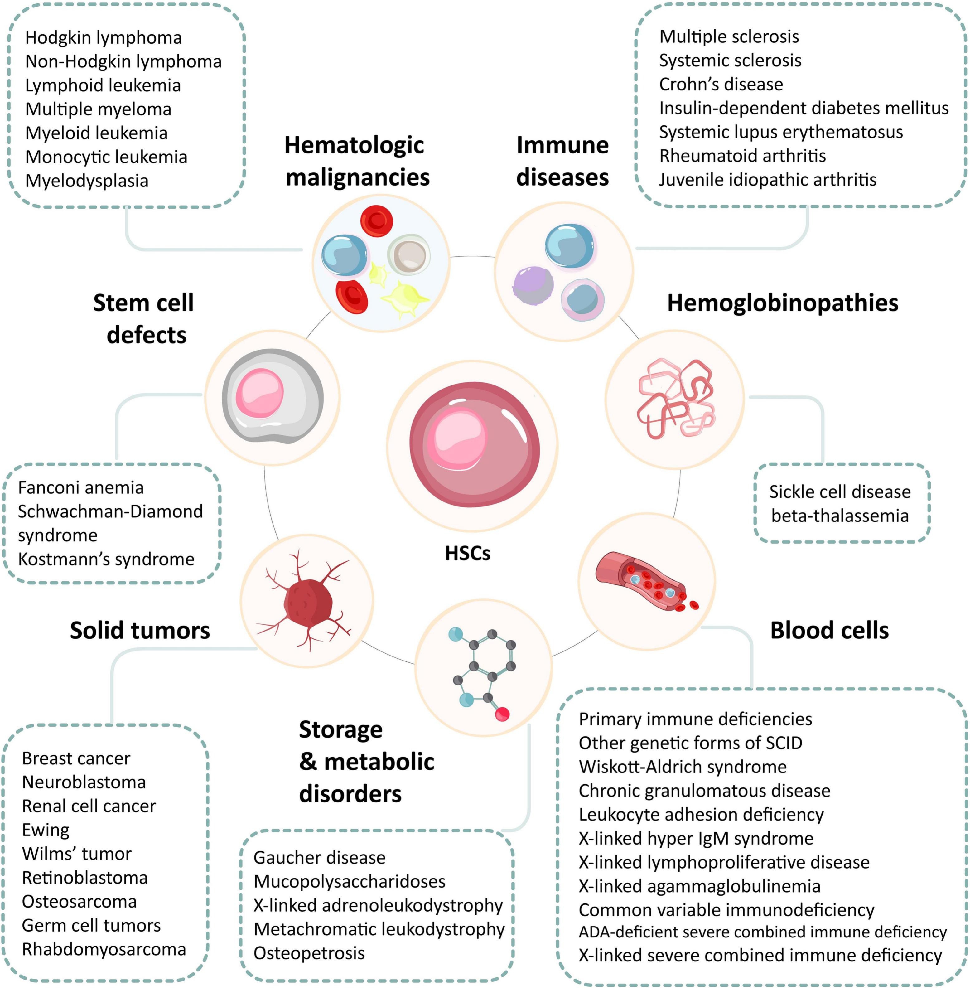 圖3：造血干細(xì)胞及其在治療血液和非血液疾病中的潛力。